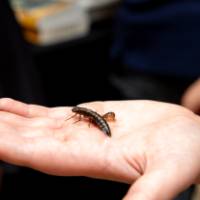 student holding a small crayfish at student project showcase